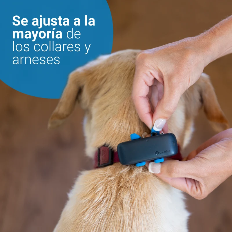 GPS RASTREADOR DE ACTIVIDAD PARA PERROS