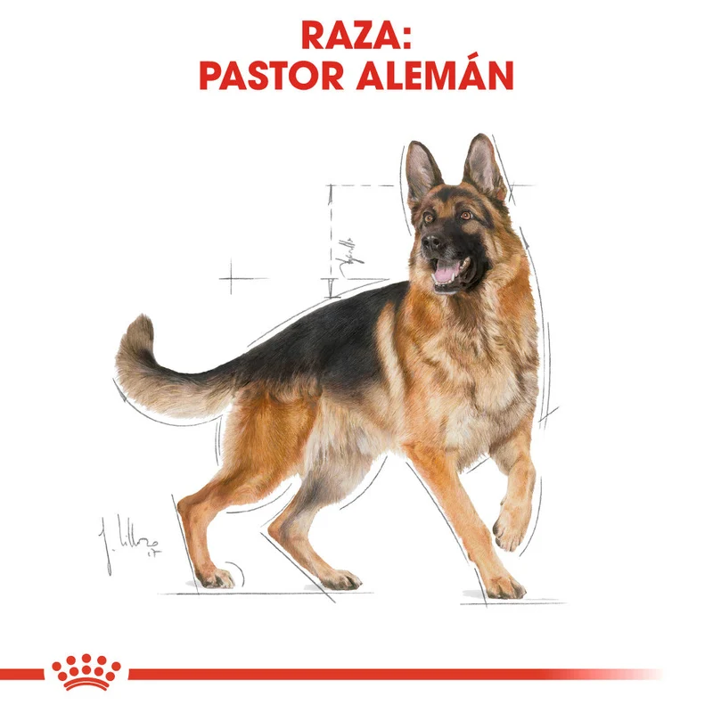 Royal Canin Pastor Alemán Adult 11 kg Pienso para Perros de Raza