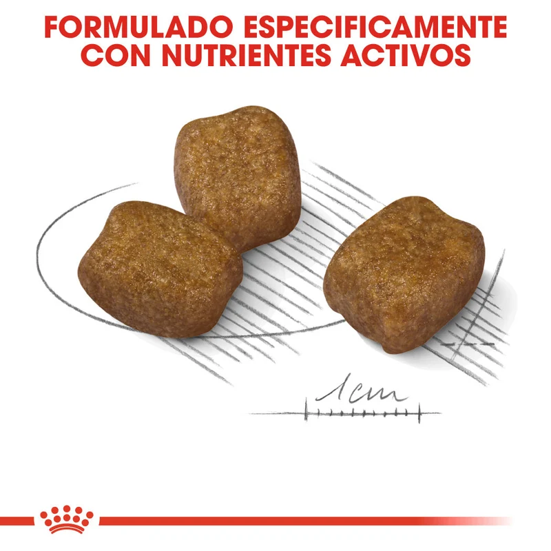 Royal Canin Mini Dental Care Pienso para Perros