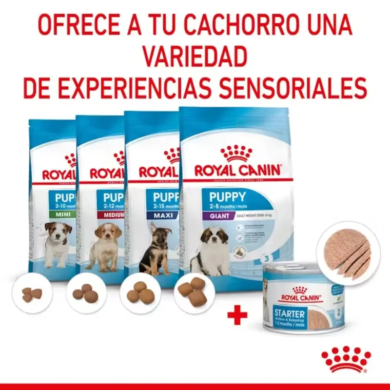 Royal Canin Starter Mousse Lata 195 g húmedo