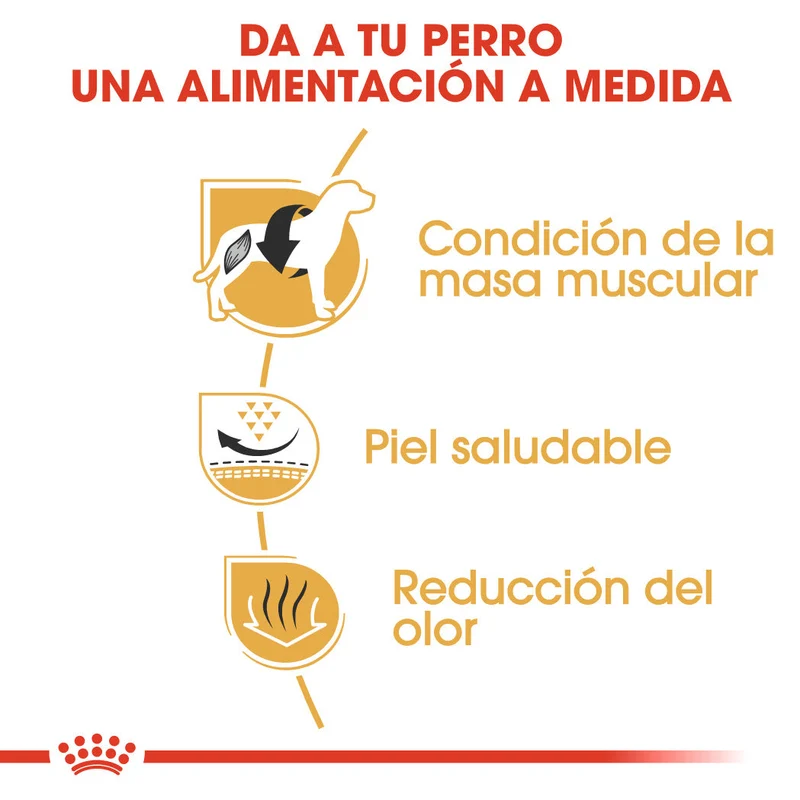 Royal Canin Bulldog Francés Pienso para Perros Adultos de Raza