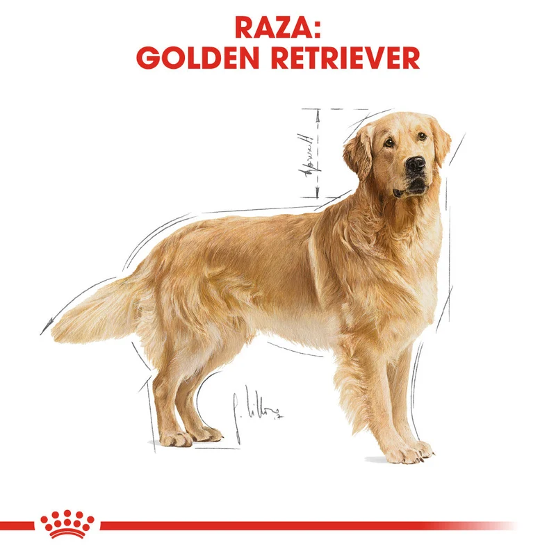 Royal Canin Golden Retriever Pienso para Perros de Raza