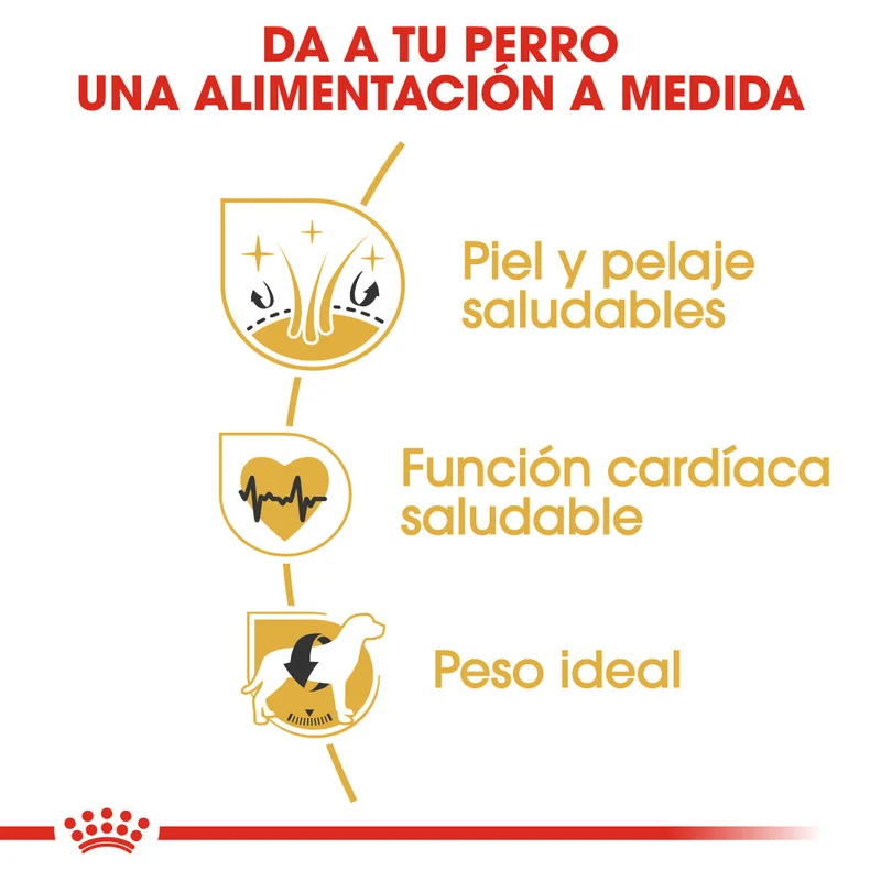 Royal Canin Golden Retriever Pienso para Perros de Raza