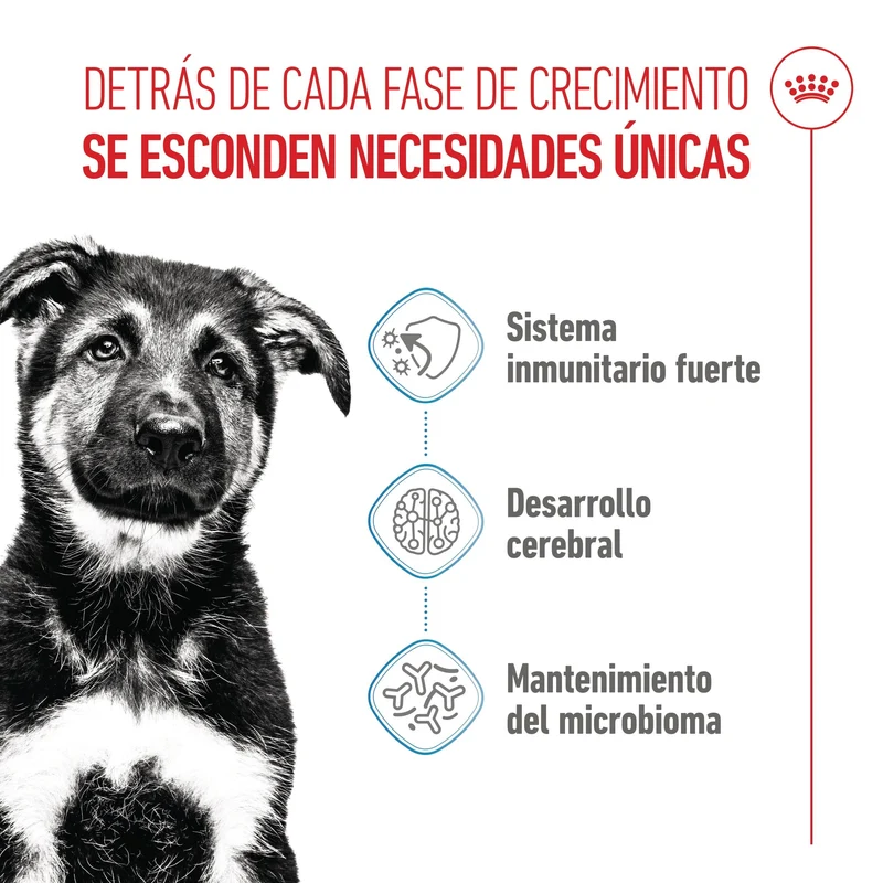 Royal Canin Maxi Puppy Pienso para Cachorros