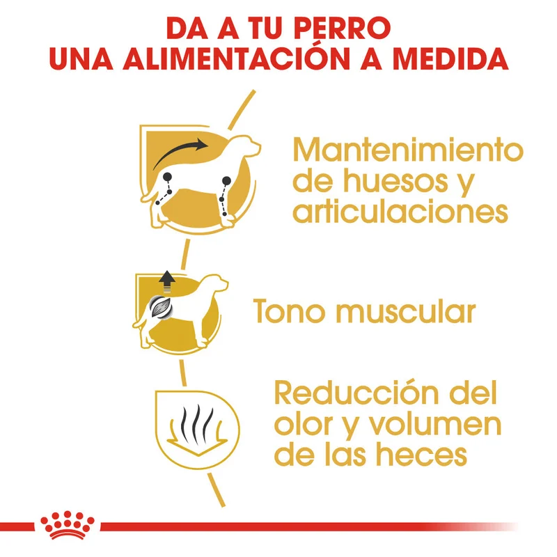 Royal Canin Teckel Dachsund Adulto Pienso para Perros de Raza Salchicha