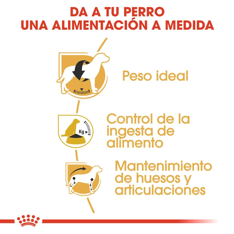 Royal Canin Beagle, Adulto