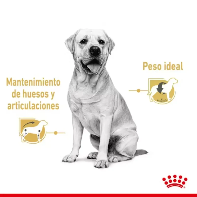 Royal Canin Labrador Paté Adulto 140 g Comida Húmeda para Perros