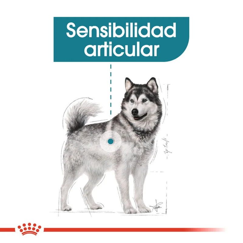 Royal Canin Maxi Joint Care Pienso para Perros