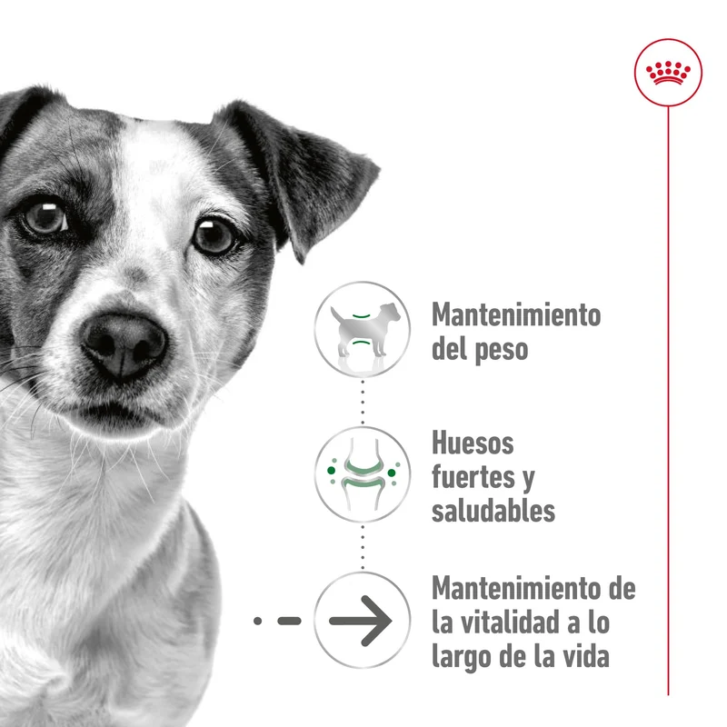 Royal Canin Mini Ageing+12 Pienso para Perros Senior