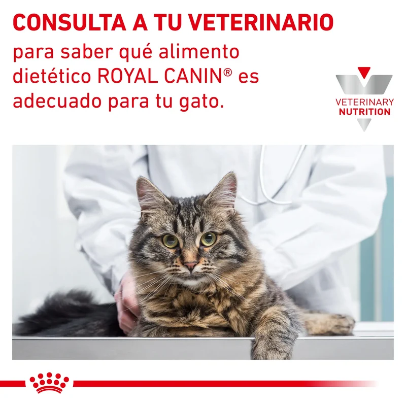 Royal Canin Veterinary Anallergenic | Pienso Veterinario para Gatos con Intolerancias y Alergias Alimentarias
