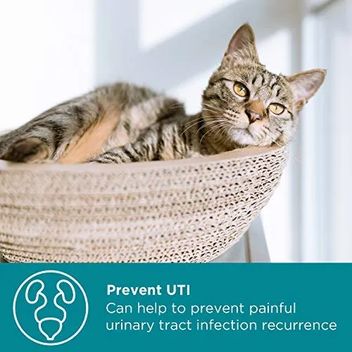 Maxxicat - MaxxiUtract Urinary and Bladder Supplement for Cats - Ayuda a prevenir la recurrencia UTI, soporta el control de la vejiga de línea y el sistema de tracto urinario Salud - Cranberry Formula Powder 2.1 oz