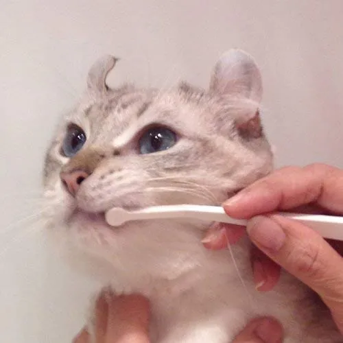cepillo para polvo de dientes para gatos fácil de usar fabricado en Japón Kenko cuidado por Mind Up