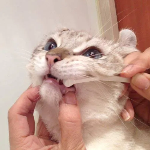 cepillo para polvo de dientes para gatos fácil de usar fabricado en Japón Kenko cuidado por Mind Up