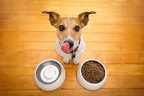 Nexabiotic Probiótico para gatos y perros con tratamiento de diarrea y apoyo de estreñimiento | Sin sabor, 17 mil millones de UPC, 23 probióticos con saccharomyces Boulardii, Lactobacillus Acidophilus, 30 dosis de polvo
