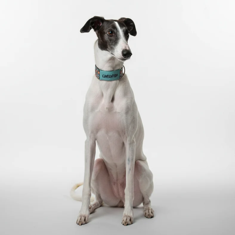 COLLAR MARTINGALE GALGOS ANTIESCAPE CONSENTIDA