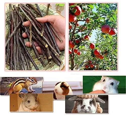 8.82 oz y 17.64 oz Natural Manzana Palitos Pequeños Animales Molar Wood Treats Juguetes Chinchilla Guinea Pig Hámster Conejo Gerbil Loro Conejo Conejo y Animales Pequeños Juguetes Masticables Juguetes