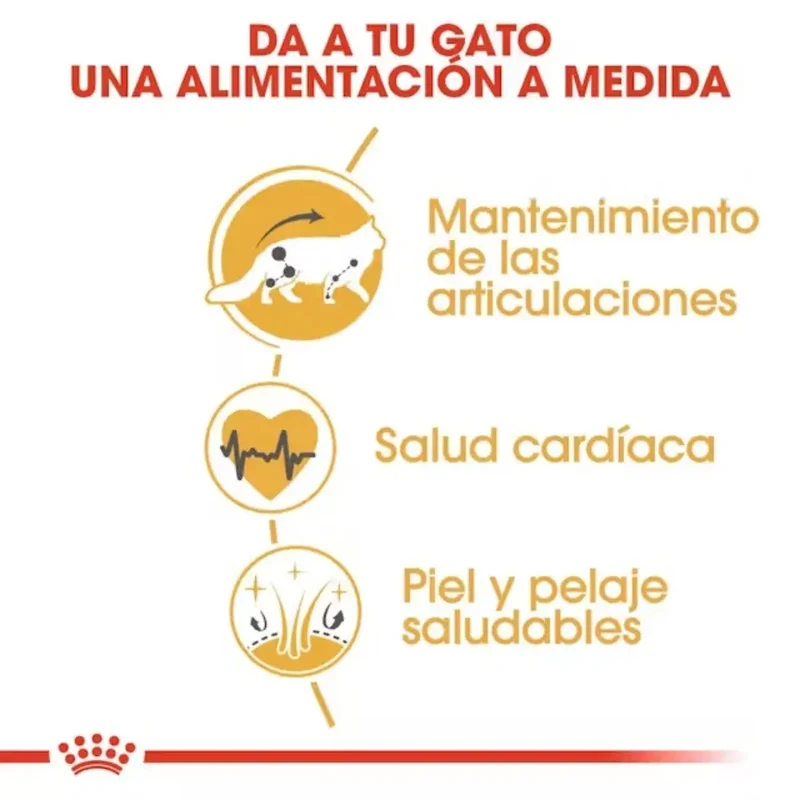Royal Canin Maine Coon 31 Pienso para Gatos Adultos