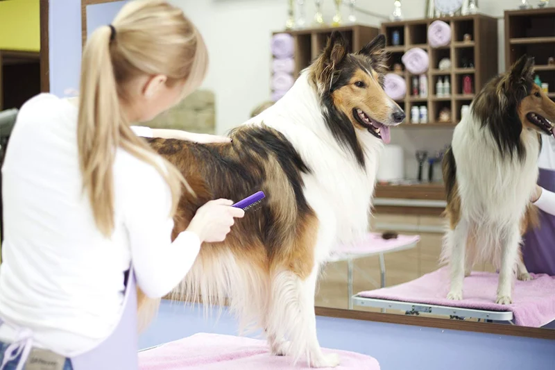 Mat Remover by hertzko – diseñado con Sharp – Trampas y elimina esteras, Nudos, enredos, cazadores o Dead Pequeño Hair – adecuado para perros y gatos
