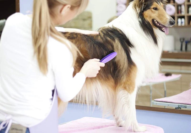 Pincel de cerdas por hertzko – para perros y gatos con larga o de pelo corto – densa cerdas quitar el vello Loose, dander, polvo y suciedad de su Mascota de parte superior Coat