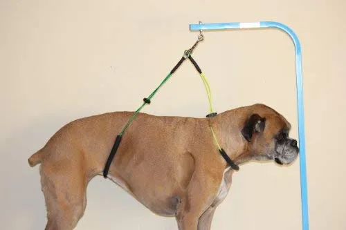 Downtown Pet Supply - Soporte plegable para perros pequeños, medianos y grandes, S-M