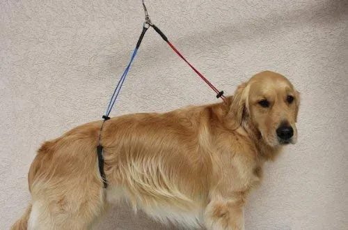 Downtown Pet Supply - Soporte plegable para perros pequeños, medianos y grandes, S-M