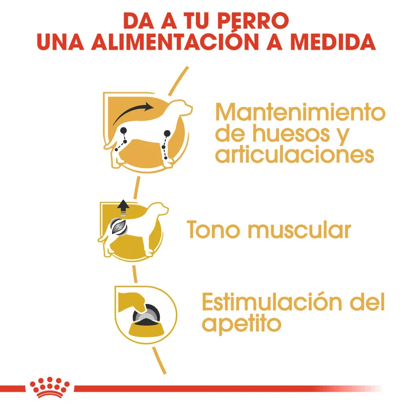 Royal Canin Teckel Dachshund Paté 85 g Comida Húmeda para Perros Salchicha