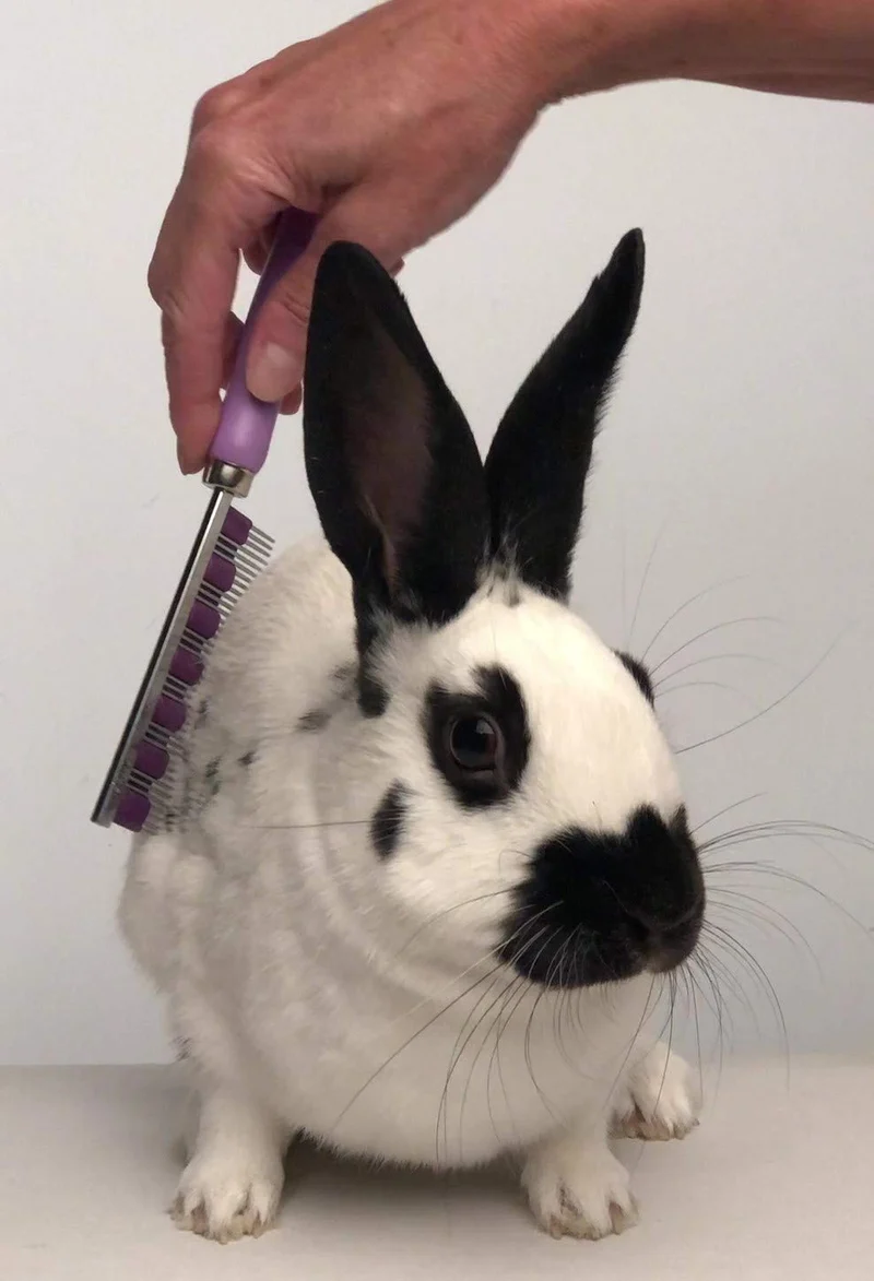 Peine para mascotas de Small Pet Select HairBuster, herramienta para descamación de conejos, gatos y perros, Paquete de 10