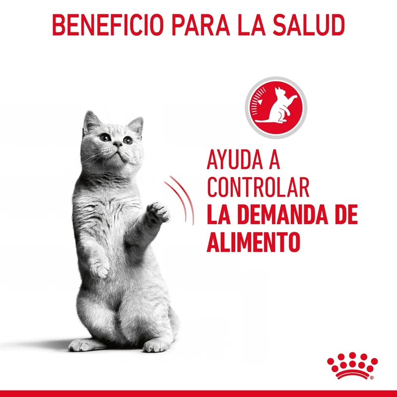 Royal Canin Appetite Control Finas Láminas en Salsa 85 g Comida Húmeda para Gatos