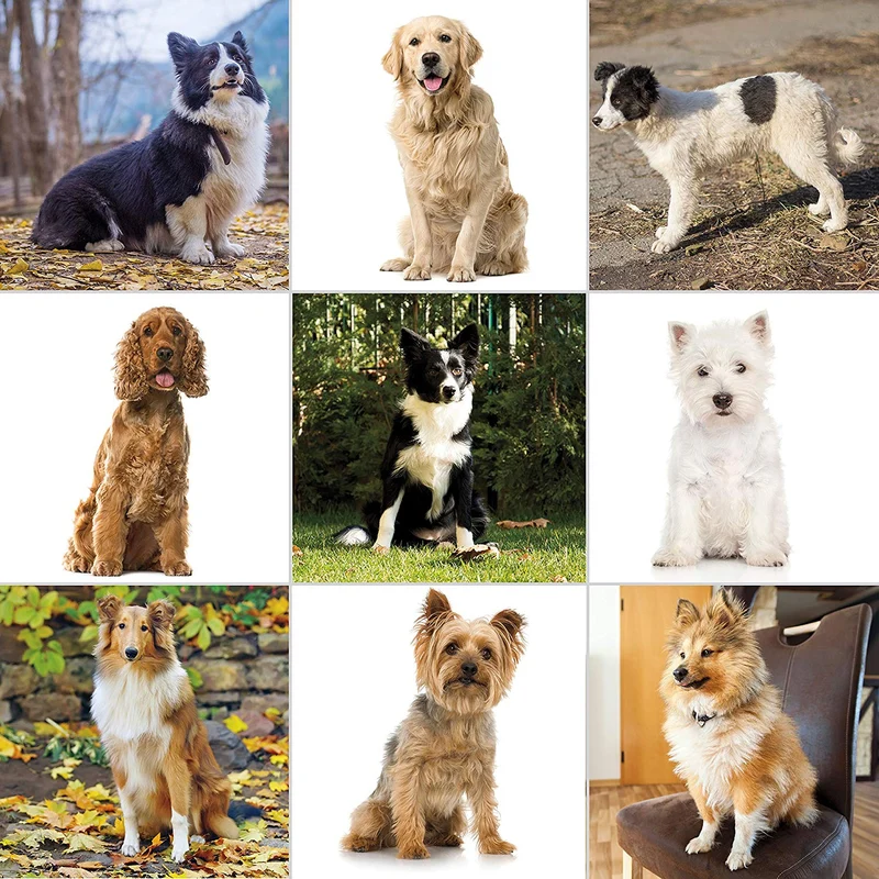 Wahl - juego de peluquería canina Pet-Pro para pequeños/grandes perros, pelaje grueso, pelaje denso, gatos, caballos. Bajo nivel de ruido/silencioso, fabricado por la marca utilizada por profesionales #9281-210