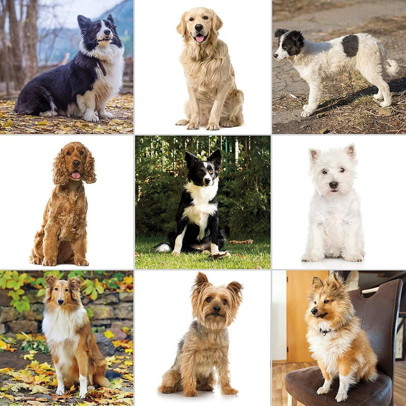Wahl - juego de peluquería canina Pet-Pro para pequeños/grandes perros, pelaje grueso, pelaje denso, gatos, caballos. Bajo nivel de ruido/silencioso, fabricado por la marca utilizada por profesionales #9281-210