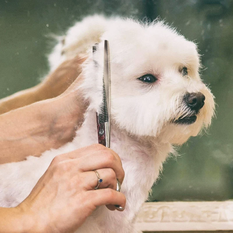 Gimars 4CR - Juego de tijeras para aseo de perros de acero inoxidable con punta redonda de seguridad, resistente con revestimiento de titanio para mascotas – Peine para cortar pelo largo corto para gatos, 4 Piezas