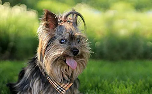 Collar con lazo para perro con campana, bandana clásica a cuadros, baberos triangulares, accesorios para bufanda, paquete de 2 lazos, para cachorros y gatos