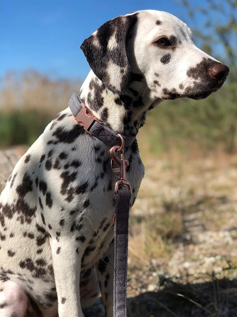 KUYOUGOU - Collar y correa para perro (6.6 ft), diseño elegante con juego de oro rosa, 3 longitudes ajustables, para perros pequeños a grandes