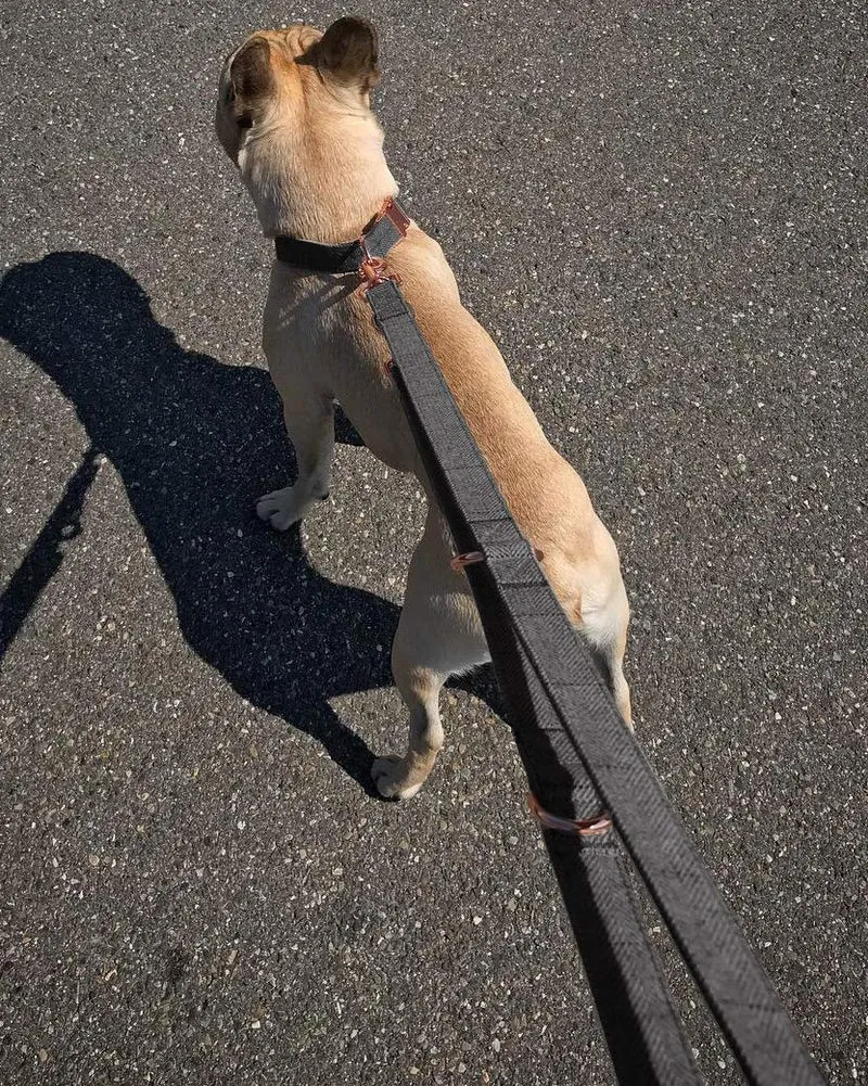 KUYOUGOU - Collar y correa para perro (6.6 ft), diseño elegante con juego de oro rosa, 3 longitudes ajustables, para perros pequeños a grandes