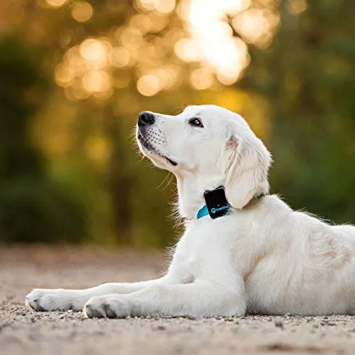 Rastreador de perro Tractive 3G GPS, dispositivo de rastreo para perros con alcance ilimitado