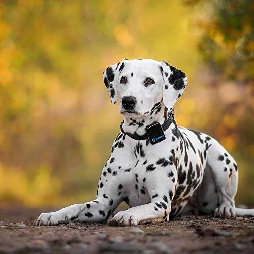 Rastreador de perro Tractive 3G GPS, dispositivo de rastreo para perros con alcance ilimitado