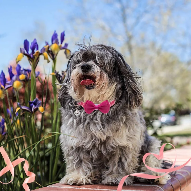 PUPTECK Collar de perro con campana para el día de San Valentín ajustable con lazo extraíble – Corazón romático y diseño de rosa, regalo dulce para perros pequeños, gatos y mascotas