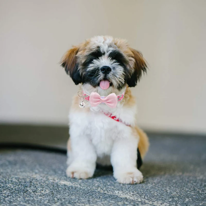 PUPTECK Collar de perro con campana para el día de San Valentín ajustable con lazo extraíble – Corazón romático y diseño de rosa, regalo dulce para perros pequeños, gatos y mascotas