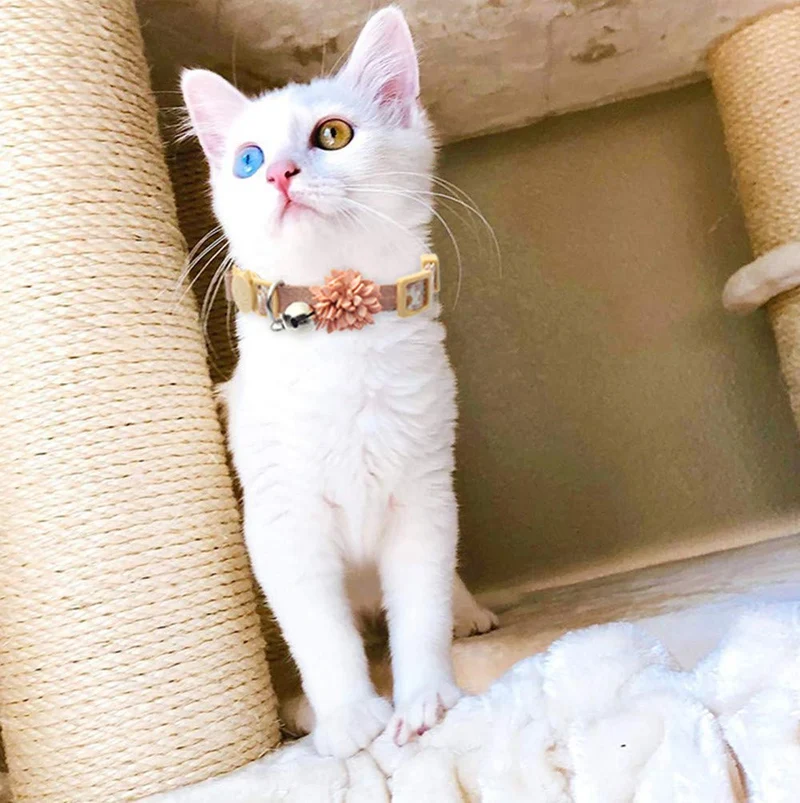 BoomBone Collar con diseño de flor de gato, 3 unidades, para perros pequeños con campana