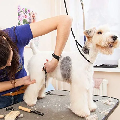 OPETS - Trabilla de aseo para perros, nailon resistente, para baño de mascotas (4 unidades, 22 pulgadas)