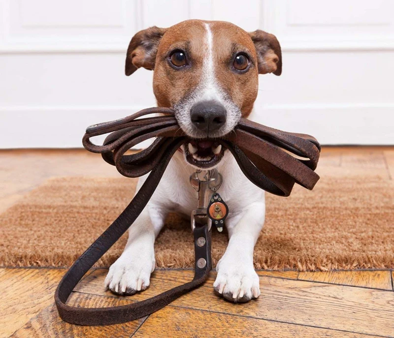 Luz para perro, collar de perro, correa de bubbba, luz – (no versión actual) 2 por paquete – para paseos de perro y monitoreo de patio. Se fija a la correa, collar de perro, arnés. Ideal para perros pequeños y grandes. (Color negro)