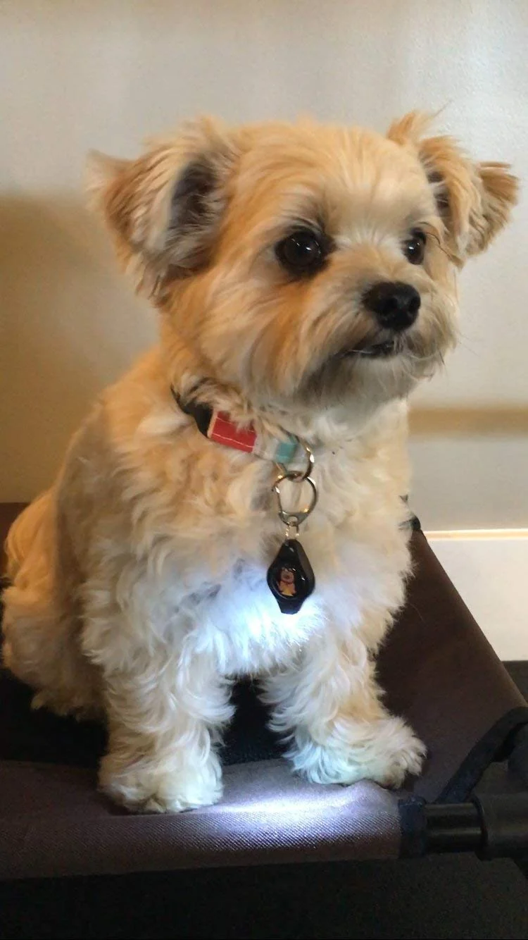 Luz para perro, collar de perro, correa de bubbba, luz – (no versión actual) 2 por paquete – para paseos de perro y monitoreo de patio. Se fija a la correa, collar de perro, arnés. Ideal para perros pequeños y grandes. (Color negro)