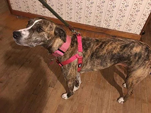 Arnés ajustable Pupteck para perro, medida básica de cachorro, de nailon, chaleco para pasear en exteriores con etiqueta de identificación