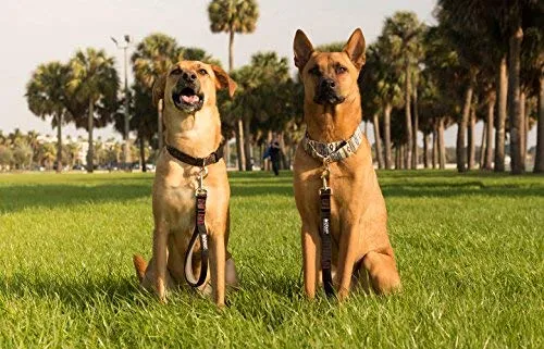 Leashboss Correa corta para perro con mango acolchado, correas de 12, 18 y 24 pulgadas para perros grandes, nailon de 1 pulgada