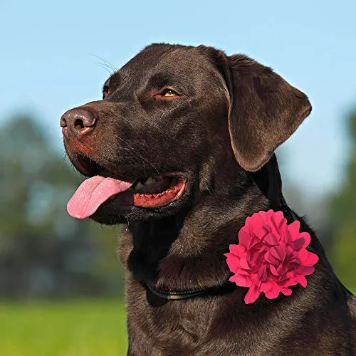 Collar para perro con flores y abalorios, deslizadores para collares de perro