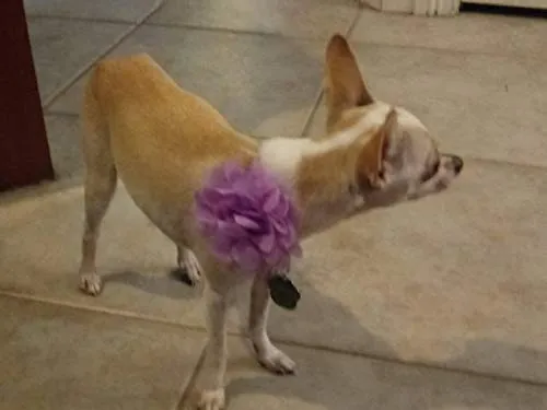 Collar para perro con flores y abalorios, deslizadores para collares de perro