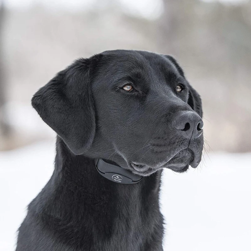 SportDOG Marca NoBark Recargable Collar de Control de Corteza