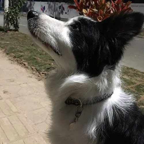 Clip de etiqueta para perro de Lion Royal, fácil de cambiar, soporte de identificación para perros y mascotas, collares y arneses.
