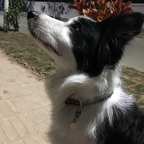 Clip de etiqueta para perro de Lion Royal, fácil de cambiar, soporte de identificación para perros y mascotas, collares y arneses.