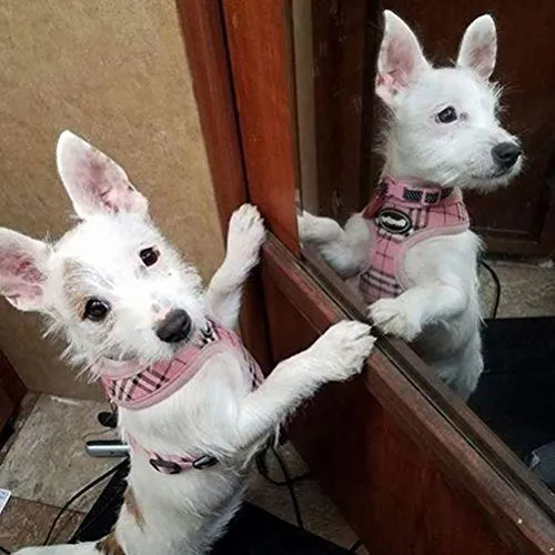 Ringloose - Arnés de malla suave para perros pequeños, medianos, cachorros, mascotas, fácil de controlar, para caminar y entrenar